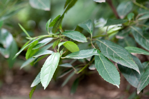 Foliage of an Austral Mulberry tree growing in the Milarri Garden.