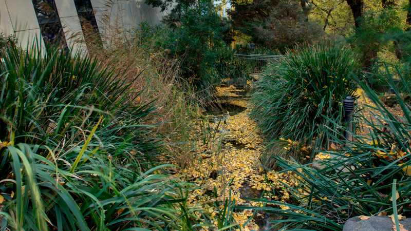 View of the Milarri Garden in Melbourne Museum