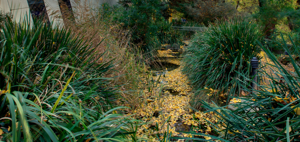 View of the Milarri Garden in Melbourne Museum