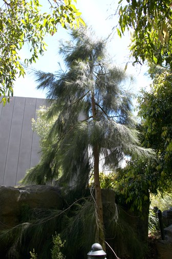 She-oak tree, Allocasuarina verticillata, growing in Milarri Garden.