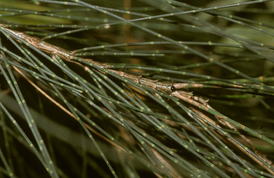 The distinctive needle-like foliage of the drooping she-oak.