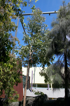 Messmate (Eucalyptus obliqua) tree growing in Milarri Garden.