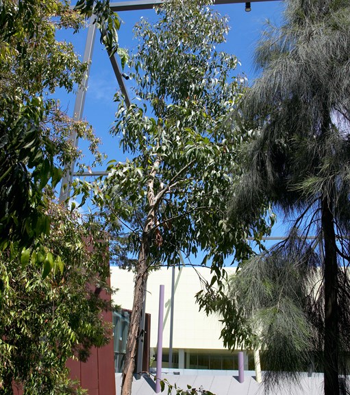 Messmate (Eucalyptus obliqua) tree growing in Milarri Garden.