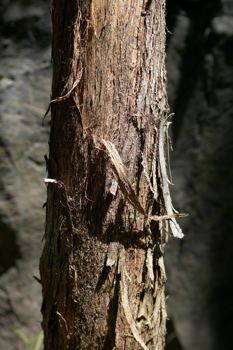 Trunk of the messmate tree showing its characteristic stringy bark.