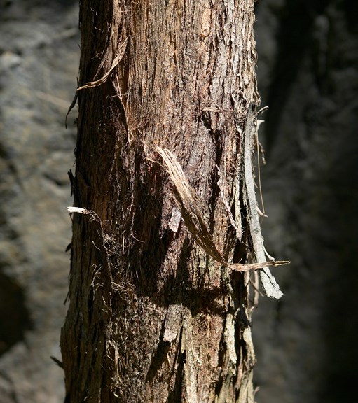 Trunk of the messmate tree showing its characteristic stringy bark.
