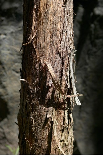 Trunk of the messmate tree showing its characteristic stringy bark.