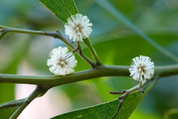 The flower of the Blackwood tree