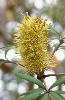 The flower of the Coast Banksia tree