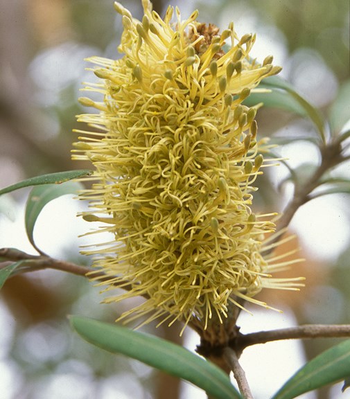 The flower of the Coast Banksia tree