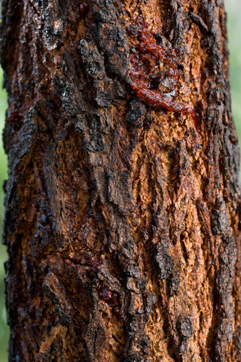 The trunk of an Ironbark tree growing in the Milarri Garden