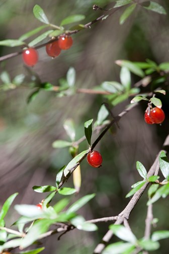 Bright red berries of the Coprosma quadrifida, Prickly Currant Bush growing in Milarri Garden