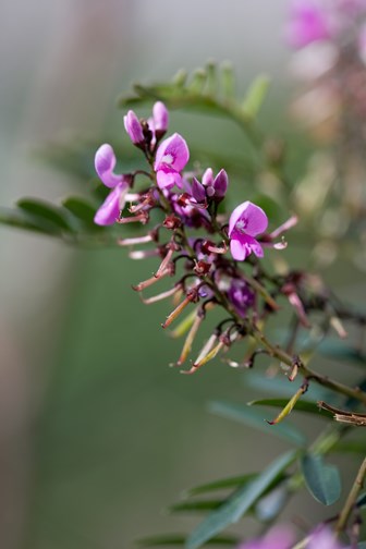 Indigofera australis, Austral Indigo flowering in Milarri Garden
