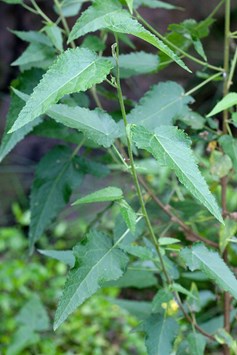 Gynatrix pulchella, Hemp Bush growing in Milarri Garden