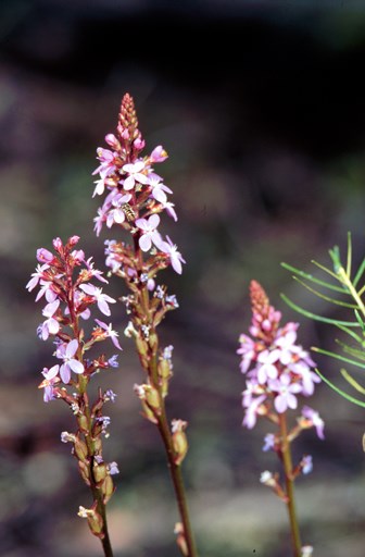 The pink flowers of the Trigger Plant, Stylidium graminifolium