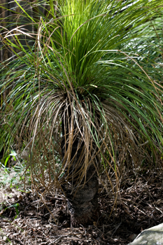 Xanthorrhoea australis, Southern Grasstree in Milarri Garden