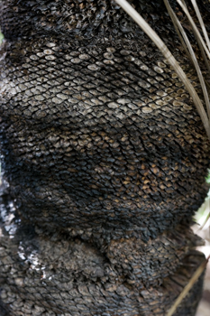 Detail of the blackened trunk of the Southern Grasstree growing in Milarri Garden.