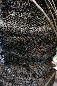 Detail of the blackened trunk of the Southern Grasstree growing in Milarri Garden.