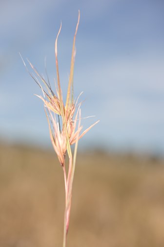 Detail of the seedhead of Kangaroo Grass