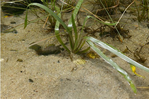 Water Ribbons, Triglochin procera