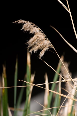 Seedhead of Common Reed grass in Milarri Garden