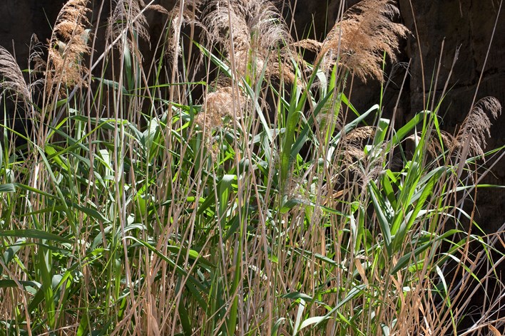 A clump of Common Reed grass growing in Milarri Garden