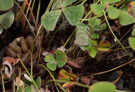 The flesh stems of Common Nardoo (Marsilea drummondii) in Milarri Garden