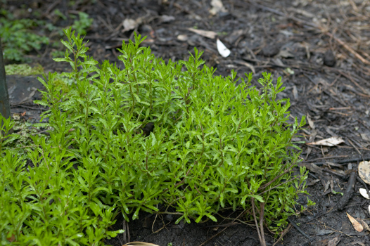 Old Man Weed growing in Milarri Garden