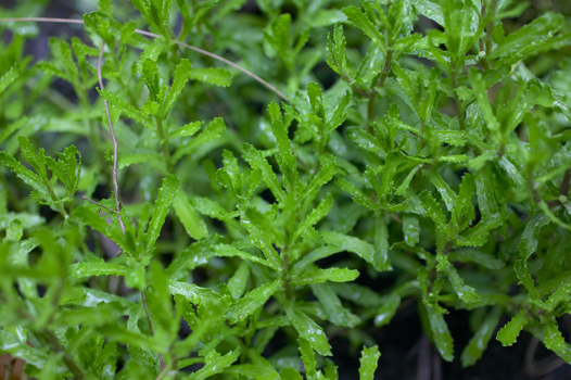 Old Man Weed growing in Milarri Garden