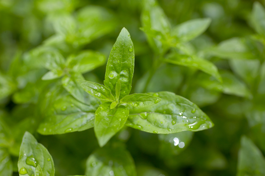 River Mint, Mentha australis