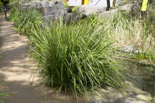 Spiny-headed Mat-rush (Lomandra longifolia) growing in Milarri Garden