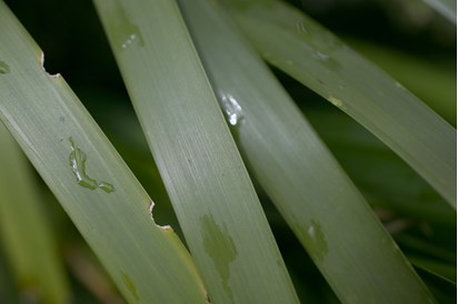 Detail of the leaves of the Spiny-headed Mat-rush