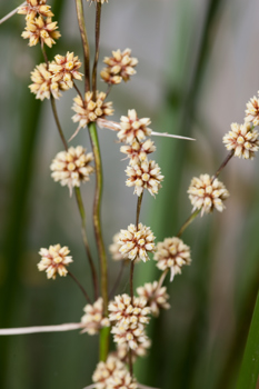 Flowers of the Spiny-headed Mat-rush (Lomandra longifolia) in Milarri Garden
