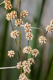 Flowers of the Spiny-headed Mat-rush (Lomandra longifolia) in Milarri Garden