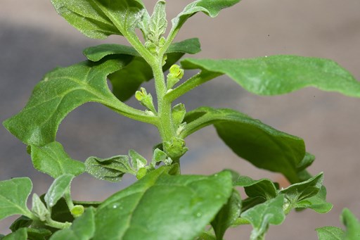 New Zealand Spinach growing in Milarri Garden