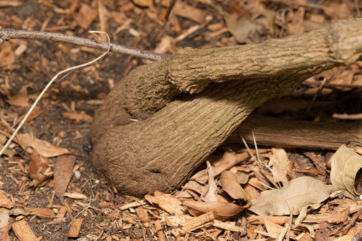 The woody trunk at the base of the mature Small-leaved Clematis growing in Milarri Garden