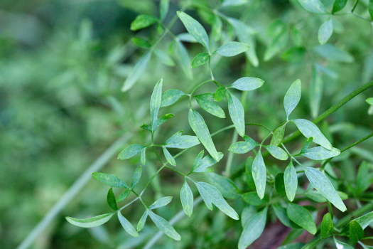 Foliage of the Small-leaved Clematis (Clematis microphylla) growing in Milarri Garden