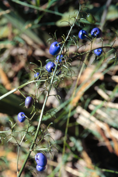 Fruit of the Flax Lily (Dianella tasmanica)
