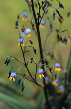 Flower of the Flax Lily (Dianella tasmanica)