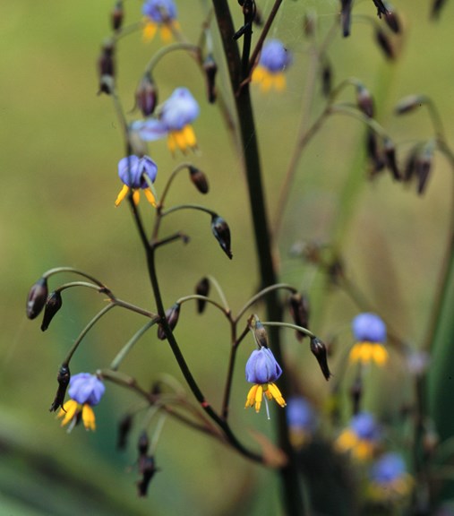 Flower of the Flax Lily (Dianella tasmanica)