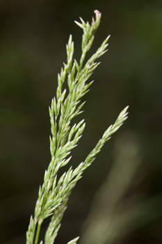 The seedhead of Common Tussock Grass (Poa labillardierei) in Milarri Garden