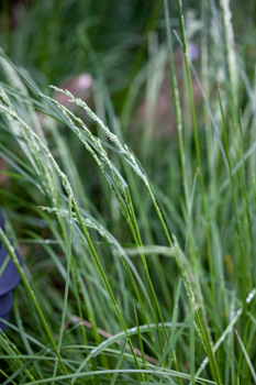 Common Tussock Grass growing in Milarri Garden