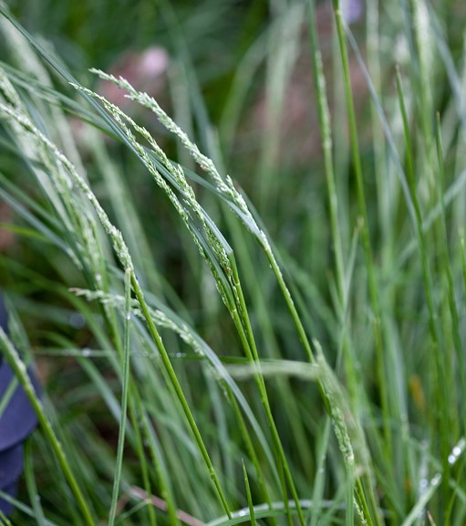 Common Tussock Grass growing in Milarri Garden