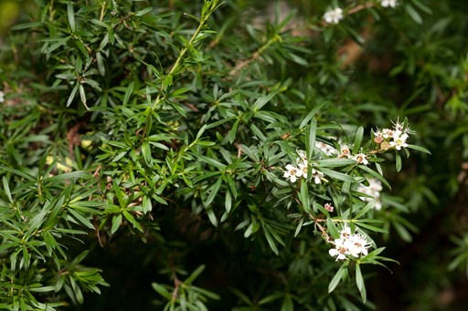 Flowers and foliage of Burgan or White Tea-tree (Kunzea leptospermoides) growing in Milarri Garden