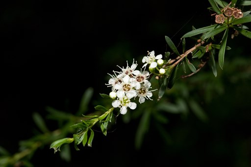 Kunzea leptospermoides, Yarra Burgan native shrub in Milarri Garden