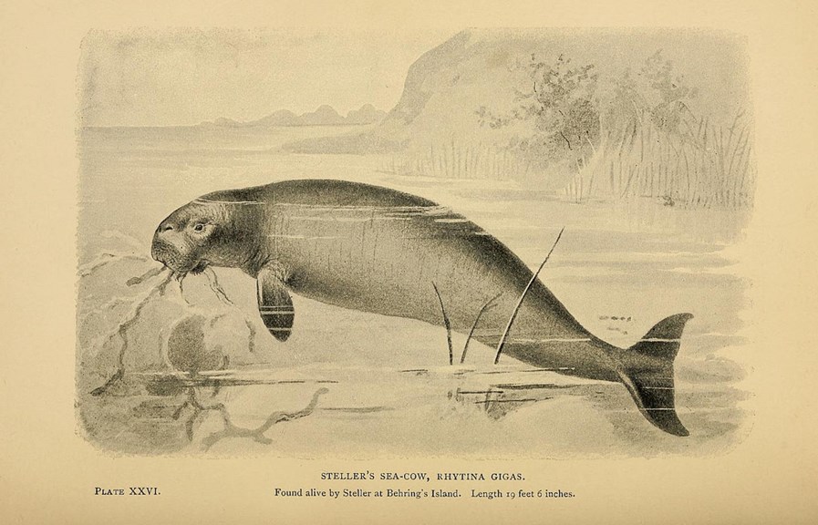 Black and white print of a Sea Cow