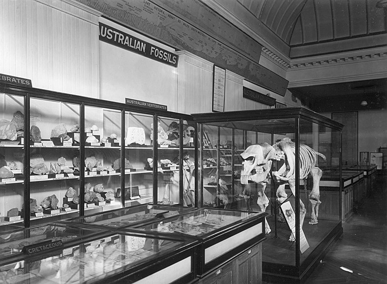 Black and white photograph of the Australian Fossils Gallery at the National Museum of Victoria, including the Diprotodon cast, c.1950 