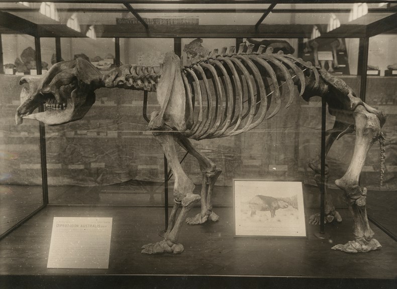 Photograph of Diprotodon cast from Lake Callabonna in South Australia on display in McCoy Hall, National Museum of Victoria, 1928
