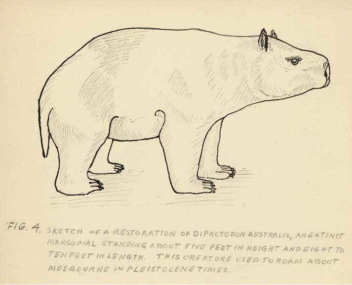 Sketch of a Diprotodon by George Baxter Pritchard, c.1940-1950.