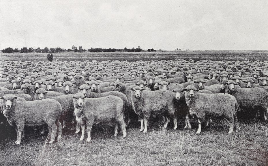 Sheep fattening paddock, metropolitan sewage treatment farm, Werribee, circa 1901