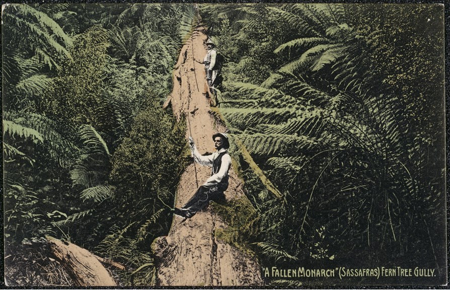 Postcard of man sitting on large fallen tree